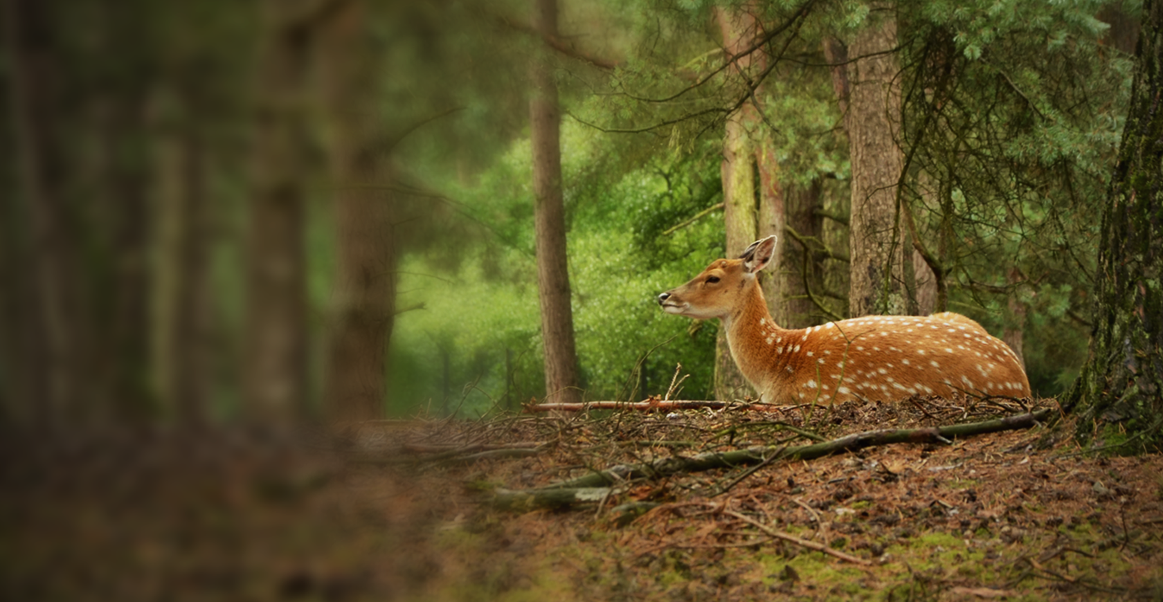  De Natuur