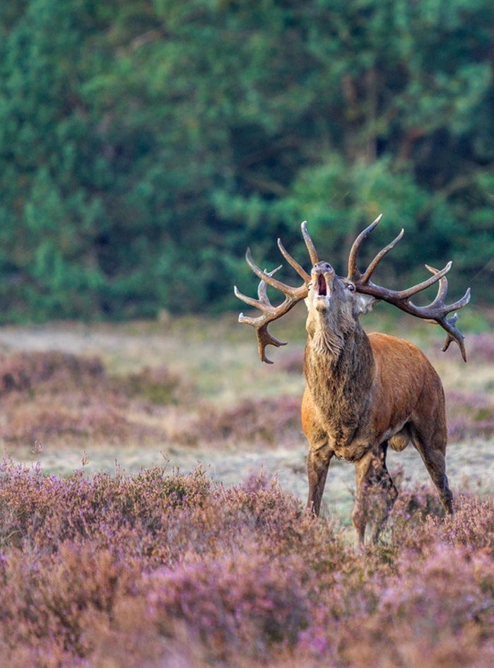 Nature Park The Hoge Veluwe